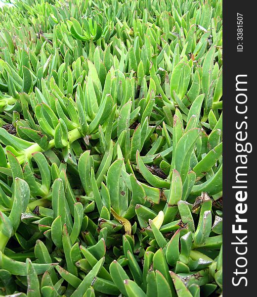 A grass like plant expanding, green and fresh