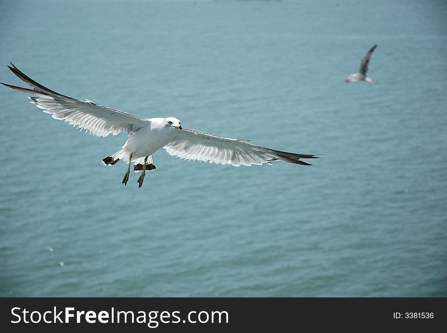 A seagull is spreading  the wings and looking for food.white body,gray wings. A seagull is spreading  the wings and looking for food.white body,gray wings.