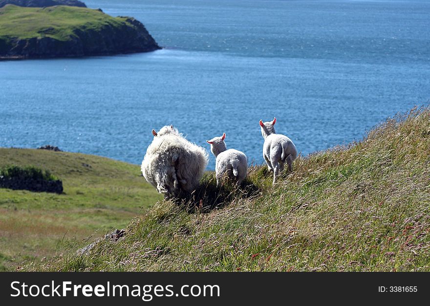 Ewe and her lambs enjoying the sea- view from their Scottish hillside. Ewe and her lambs enjoying the sea- view from their Scottish hillside