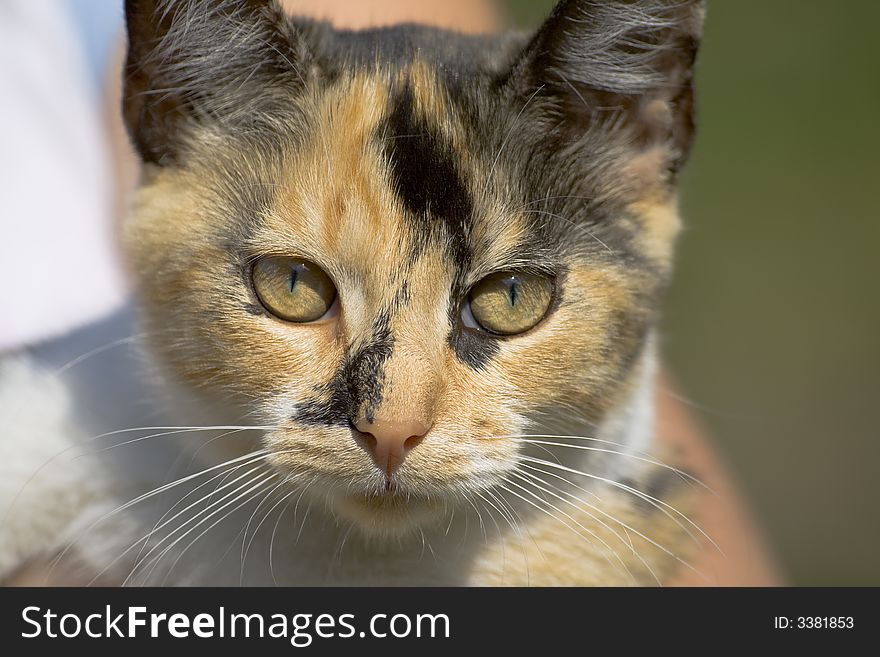 Close up of a cat's face