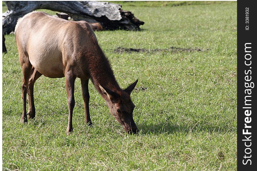 Young elk in Alaskan countryside. Young elk in Alaskan countryside.