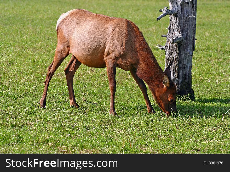 Young elk in Alaskan countryside. Young elk in Alaskan countryside.