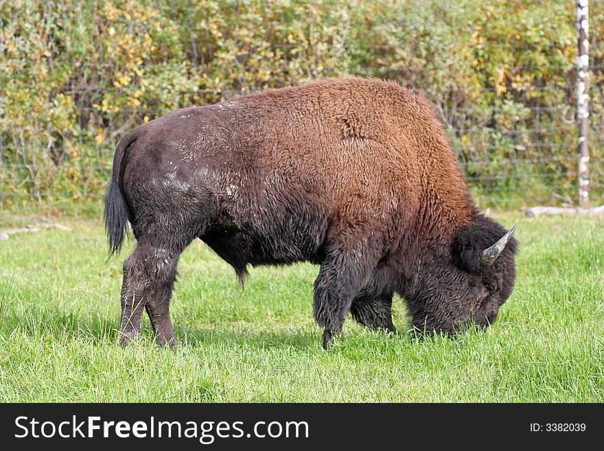Male Bison in Alaskan countryside. Male Bison in Alaskan countryside.