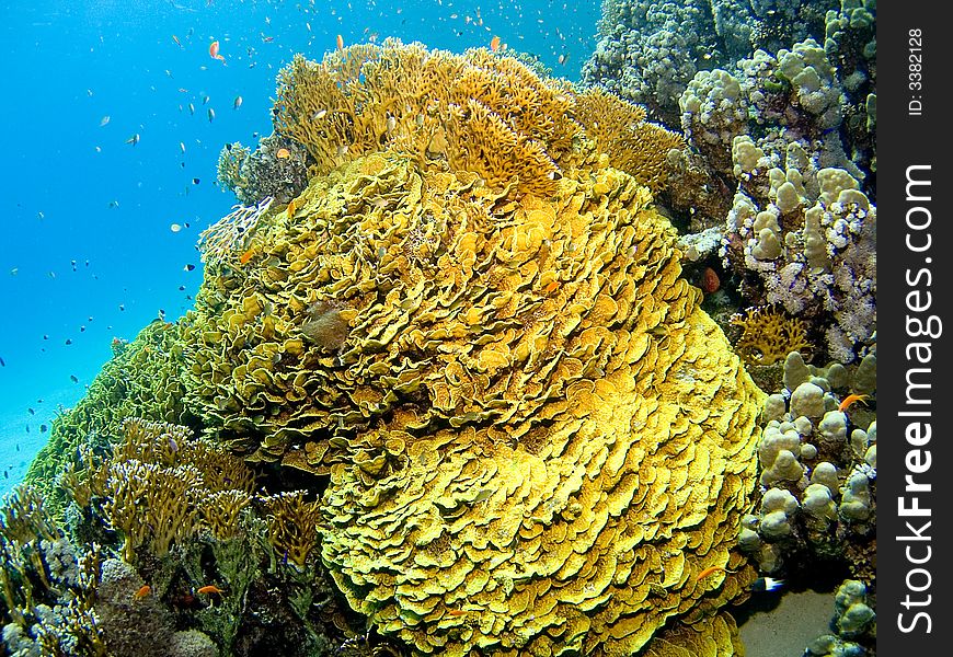 Coral In The Red Sea