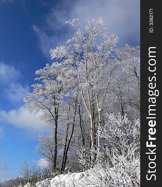 winter forest with frosted tree branches over blue sky. winter forest with frosted tree branches over blue sky