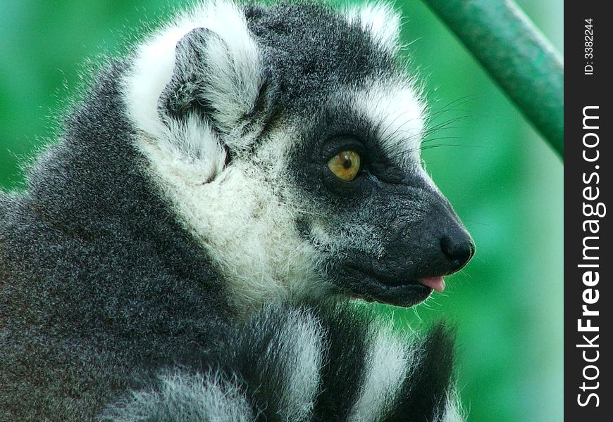 Lemur catta from moscow zoo