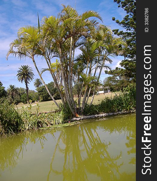 A palm tree with green water around it at a park . A palm tree with green water around it at a park