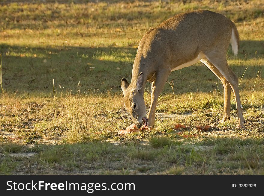 Female red deer in the fields eating carrots. Female red deer in the fields eating carrots