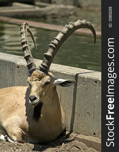 Ibex in reserve park, israel