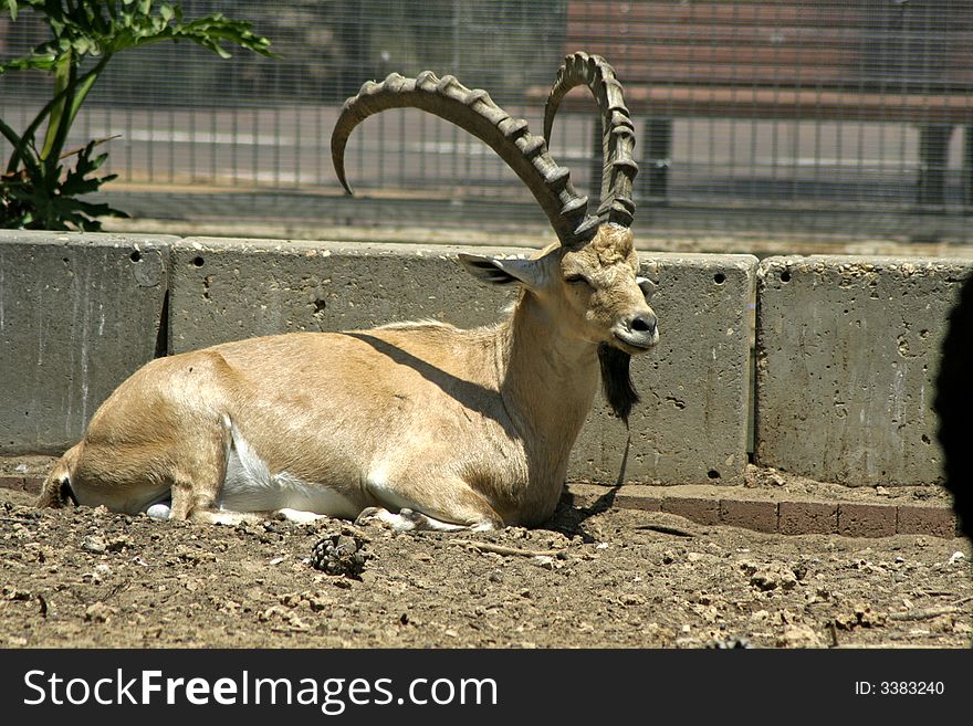 Ibex in reserve park, israel