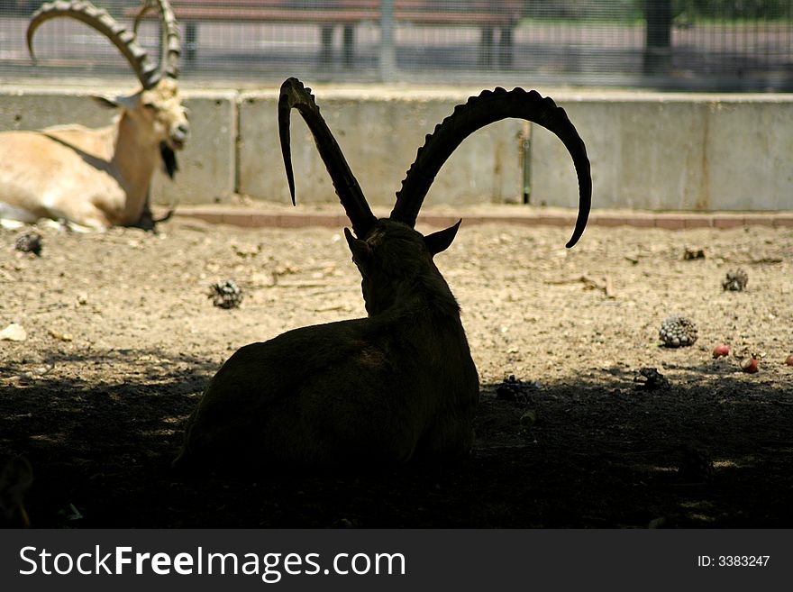 Ibex in reserve park, israel