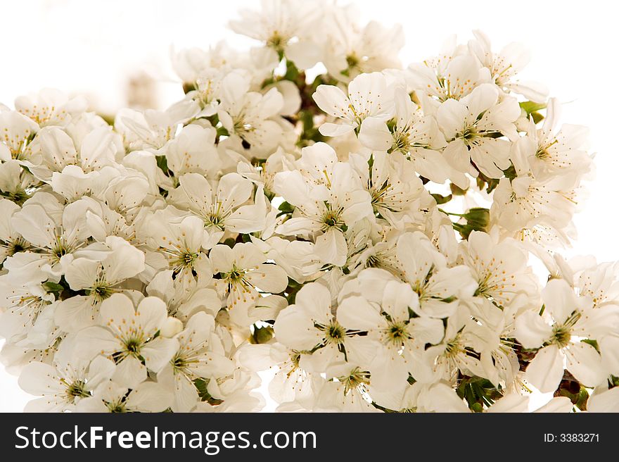 Beautiful Cherry Blossom