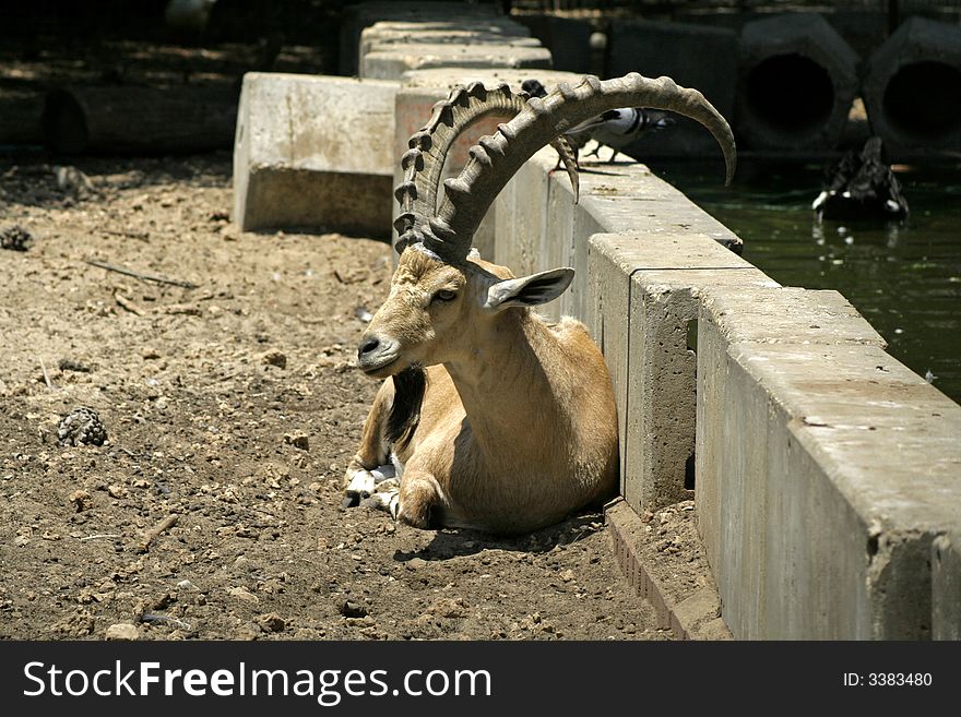 Ibex in reserve park, israel