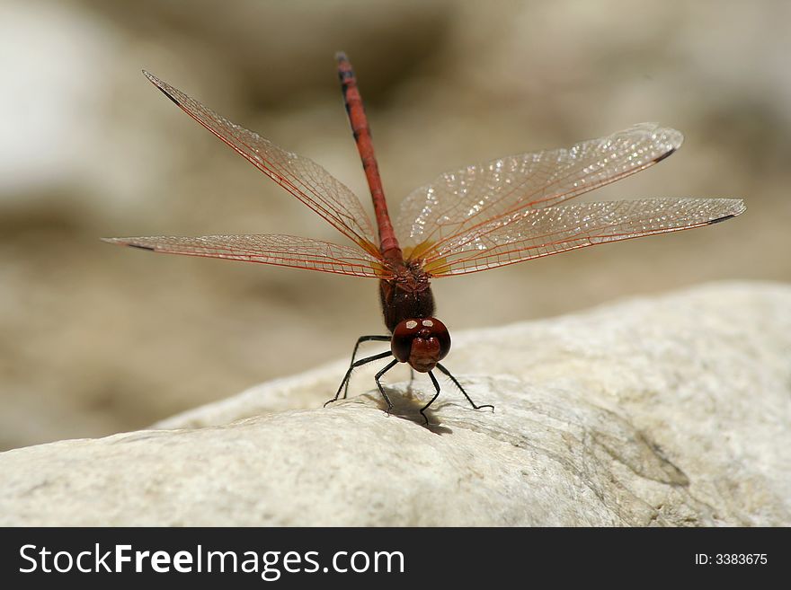Isoleted picture of a red dragonfly