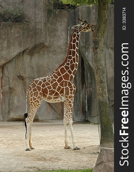 A picture of an adult giraffe at a wisconson zoo