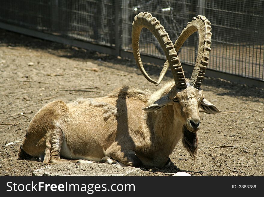 Ibex in reserve park, israel