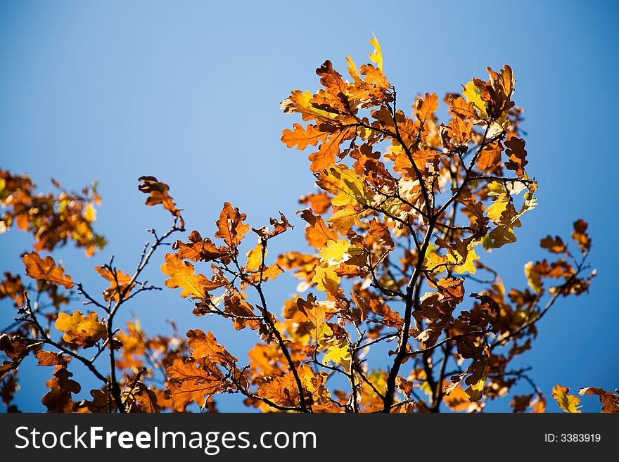 Colorful autumn leaves against bright blue sky