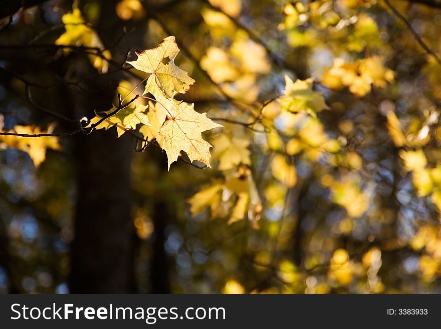 Colorful autumn leaves against bright blue sky