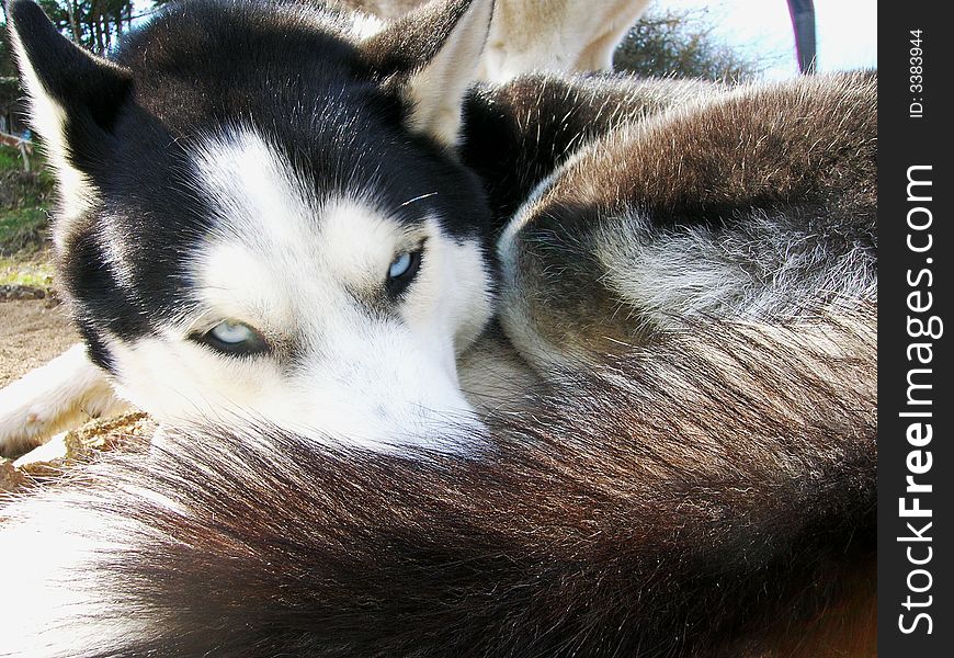 Siberian husky look black.Close-up view. Siberian husky look black.Close-up view.