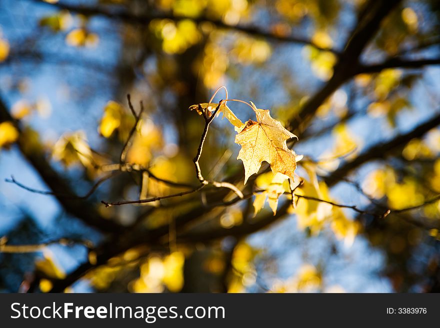 Colorful autumn leaves against bright blue sky
