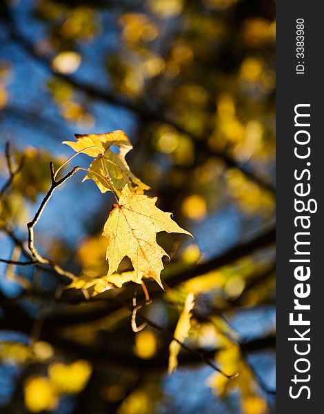 Colorful autumn leaves against bright blue sky