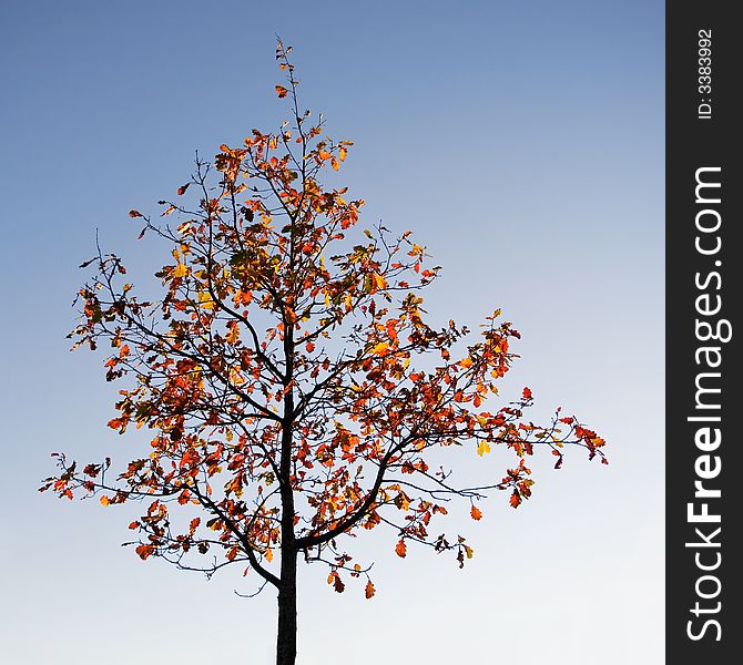 Colorful autumn leaves against bright blue sky