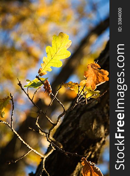 Colorful autumn leaves against bright blue sky