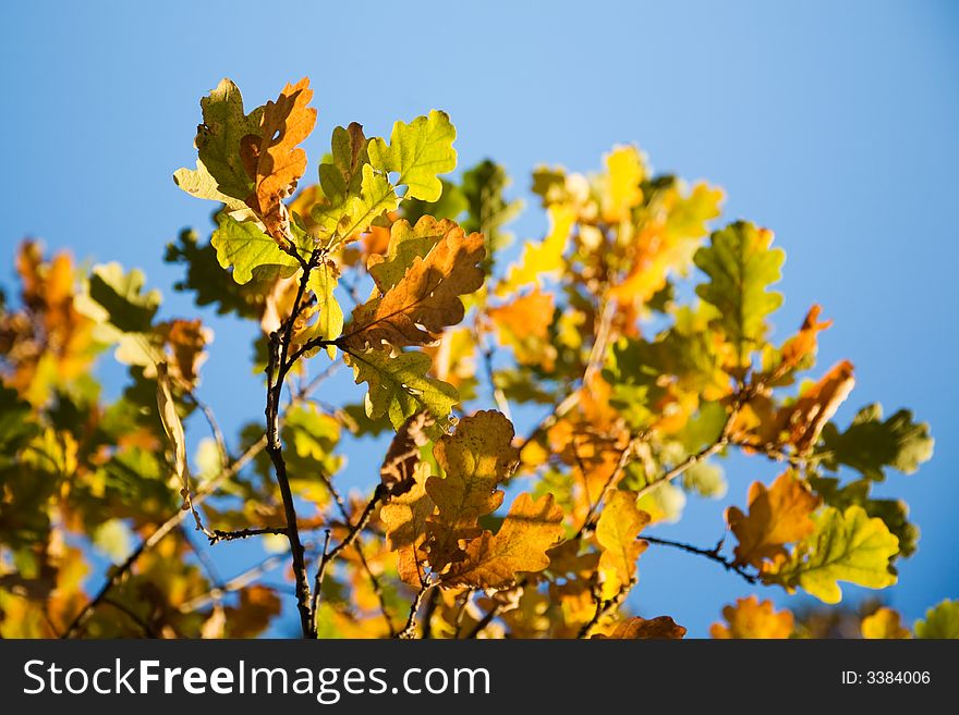 Colorful autumn leaves against bright blue sky