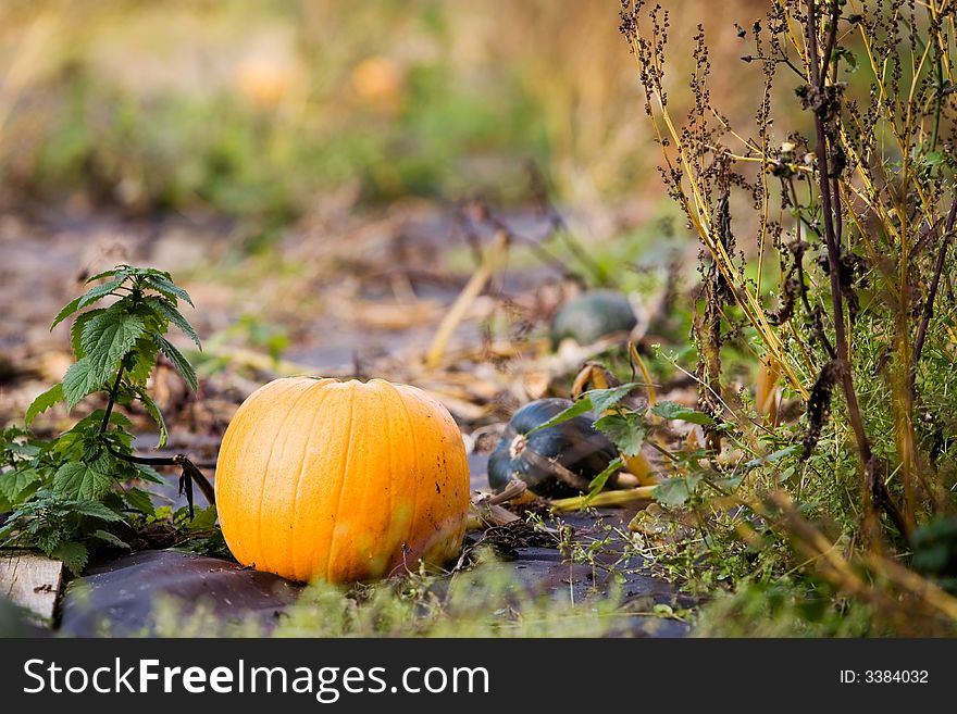 Single pumpkin in the field