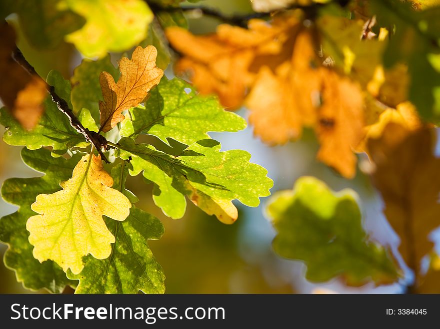 Oak tree leaves in bright autumn colors. Oak tree leaves in bright autumn colors