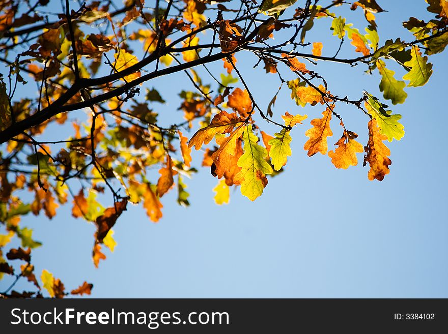 Colorful autumn leaves against bright blue sky