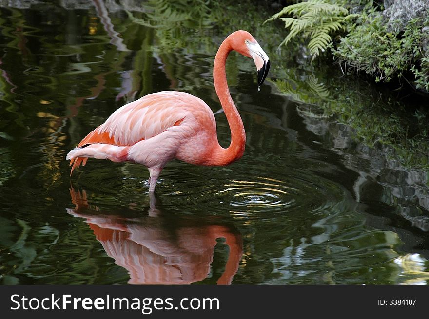 A picture of a pink flamingo taken in florida