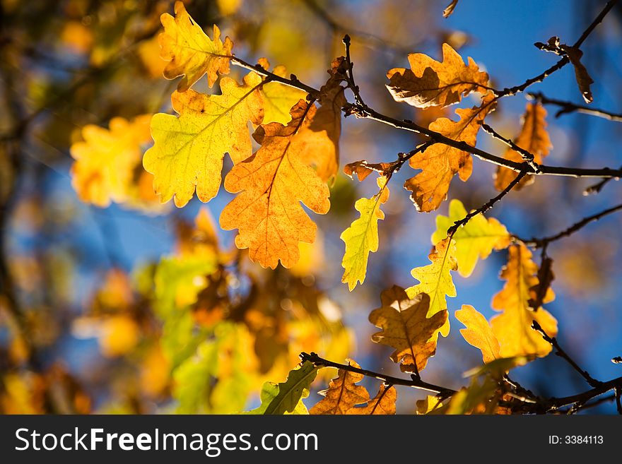 Colorful autumn leaves against bright blue sky