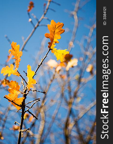 Colorful autumn leaves against bright blue sky