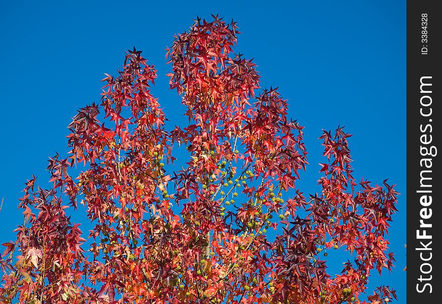 Top of the tree against blue sky background. Top of the tree against blue sky background