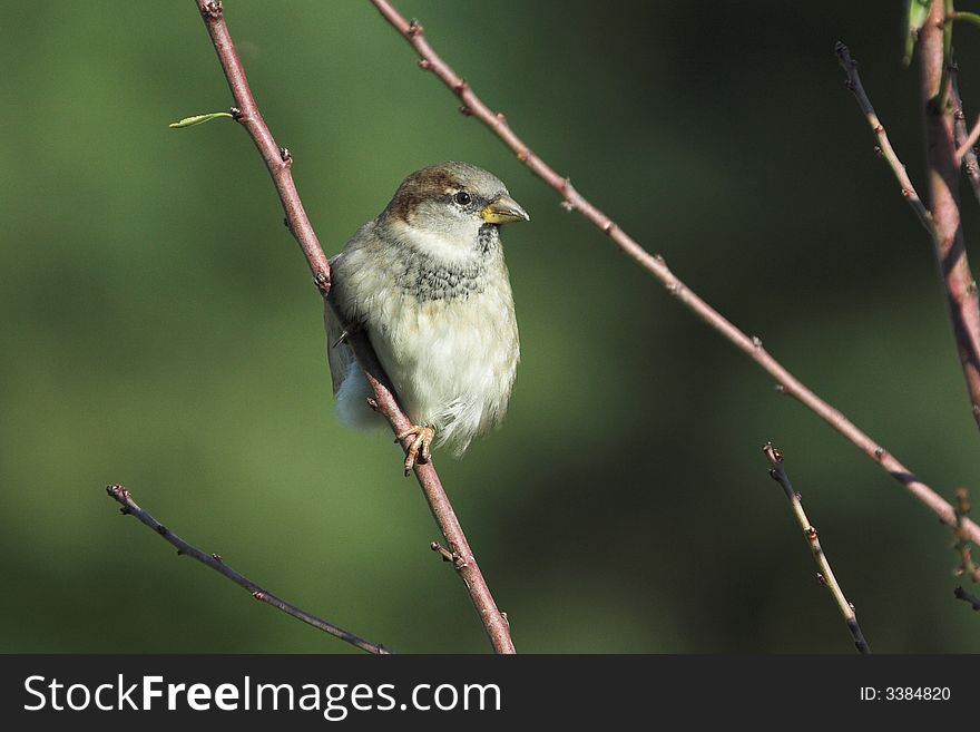 The photo of sparrow in wildlife