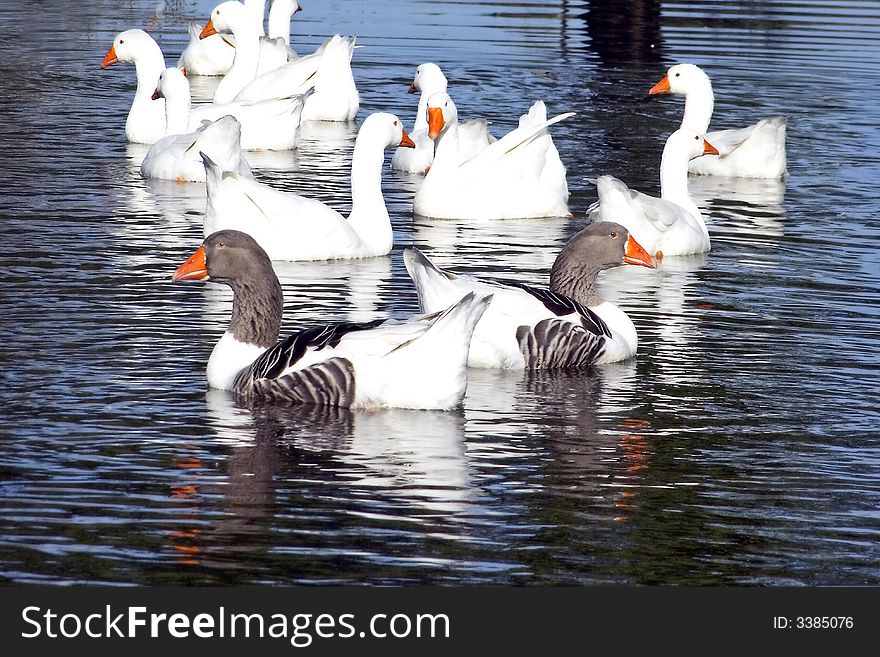 Wild gooses swimming in a pond. Wild gooses swimming in a pond