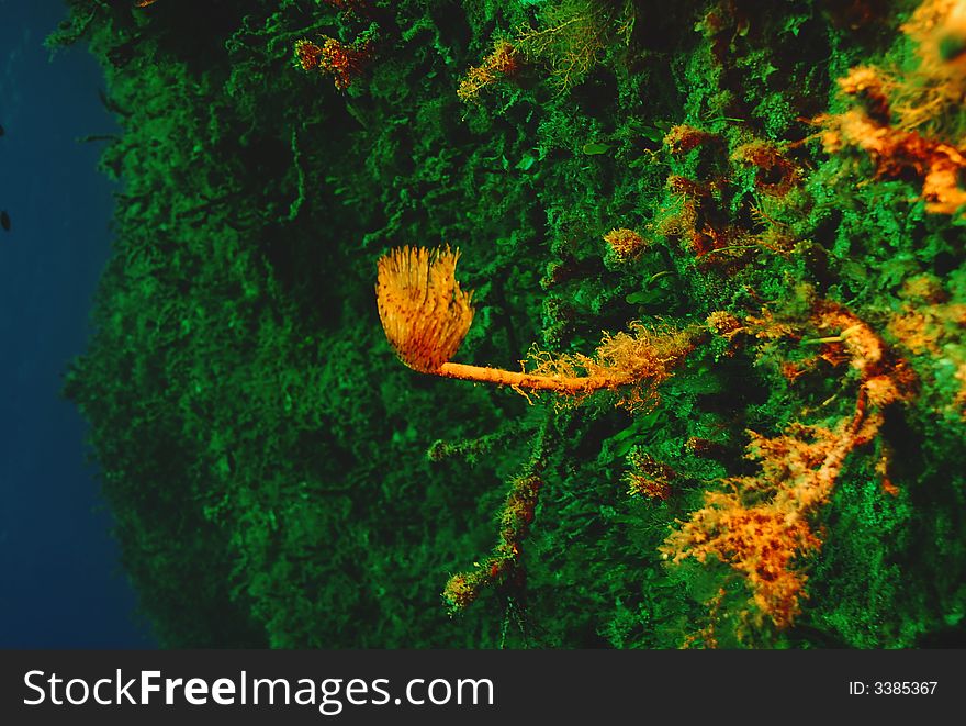 Underwater tubeworm