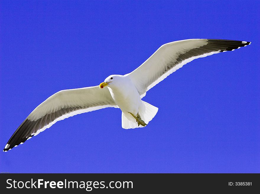 Seagull in full flight against blue sky. Seagull in full flight against blue sky