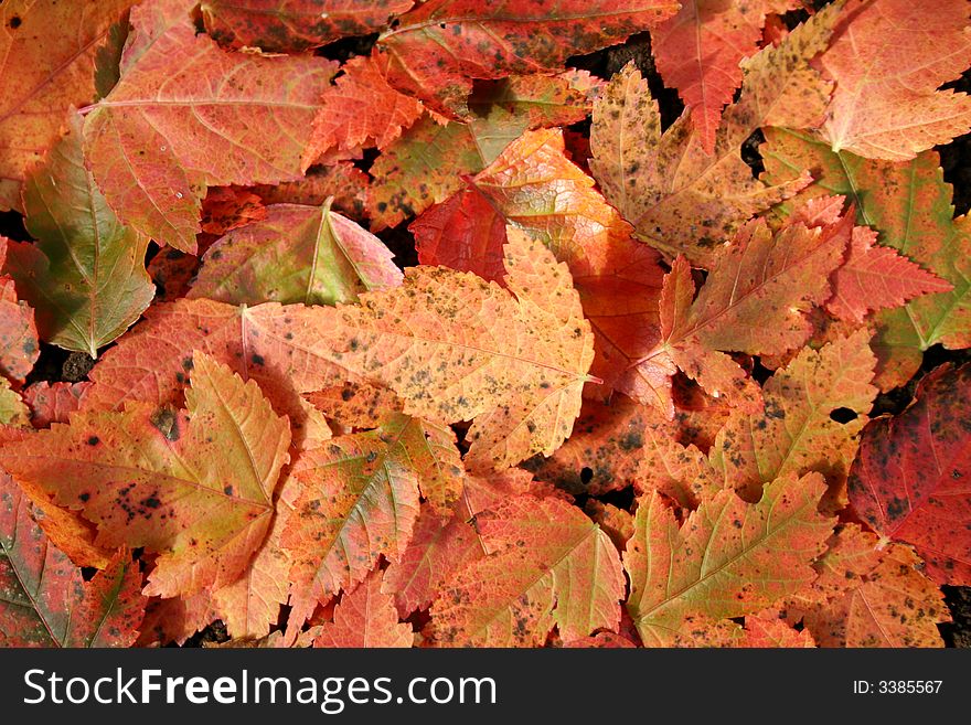 Autumnal background with red leaves