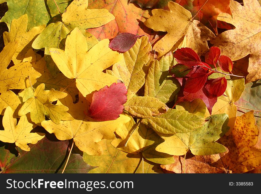 Colorful Leaves