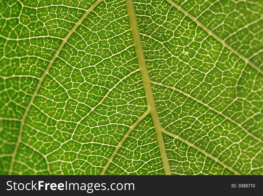 Texture, background of leaf against sun