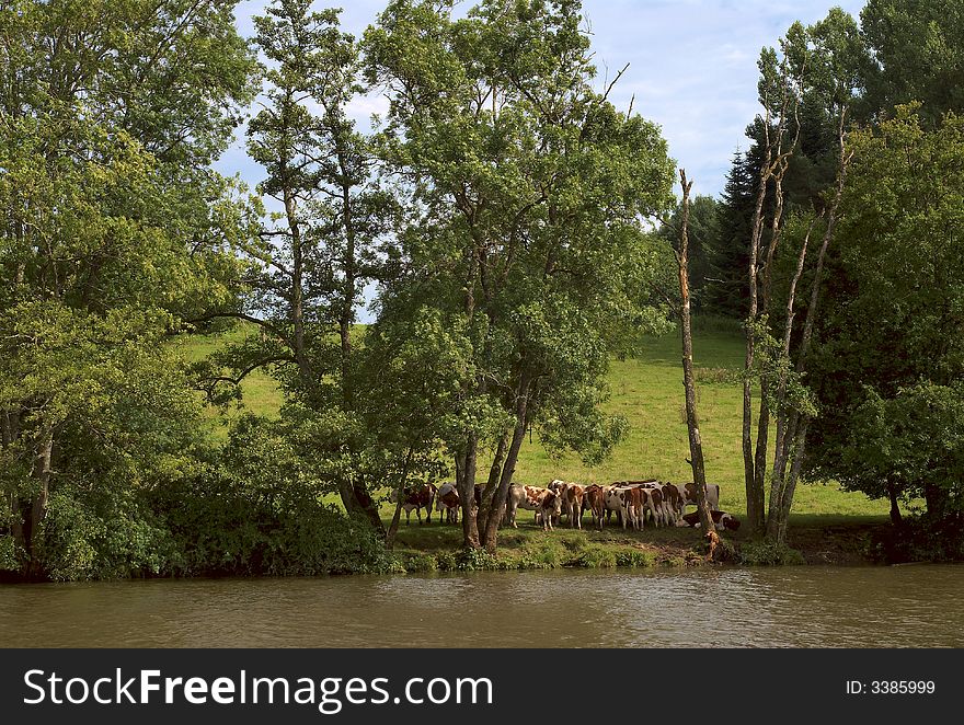 Cows are going to dring