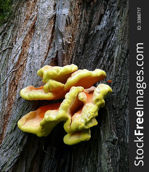 Mushrooms grown on tree trunk. Mushrooms grown on tree trunk.