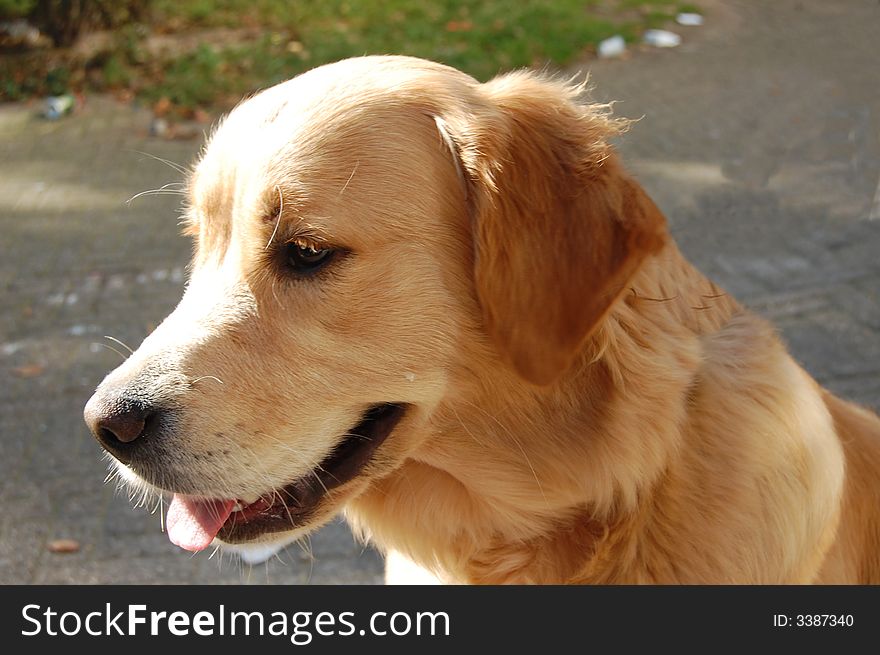 Close up of a beautiful golden retriever