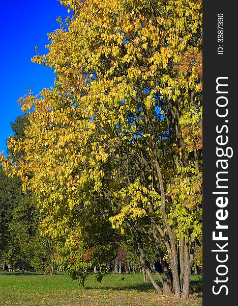 Big tree with yellow leaves in autumn park