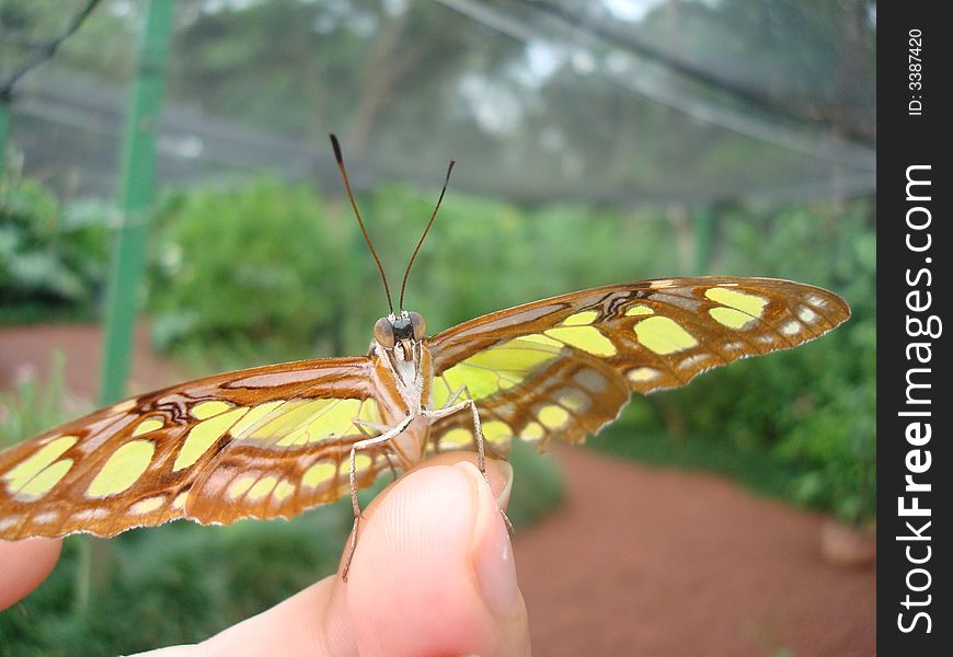 A close up to a Butterfly in a fingertip.