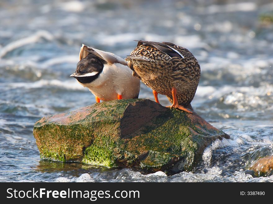 A pair of mallard ducks takes a drink while standing on a rock together. A pair of mallard ducks takes a drink while standing on a rock together.