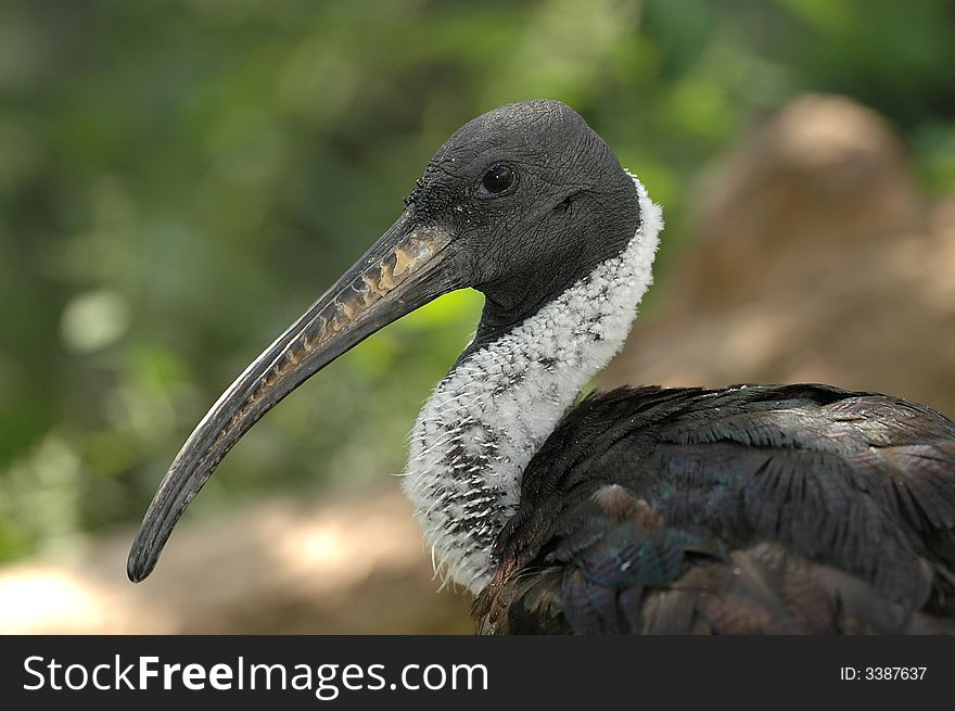 A closeup view of an African straw ibis from Australia. A closeup view of an African straw ibis from Australia.