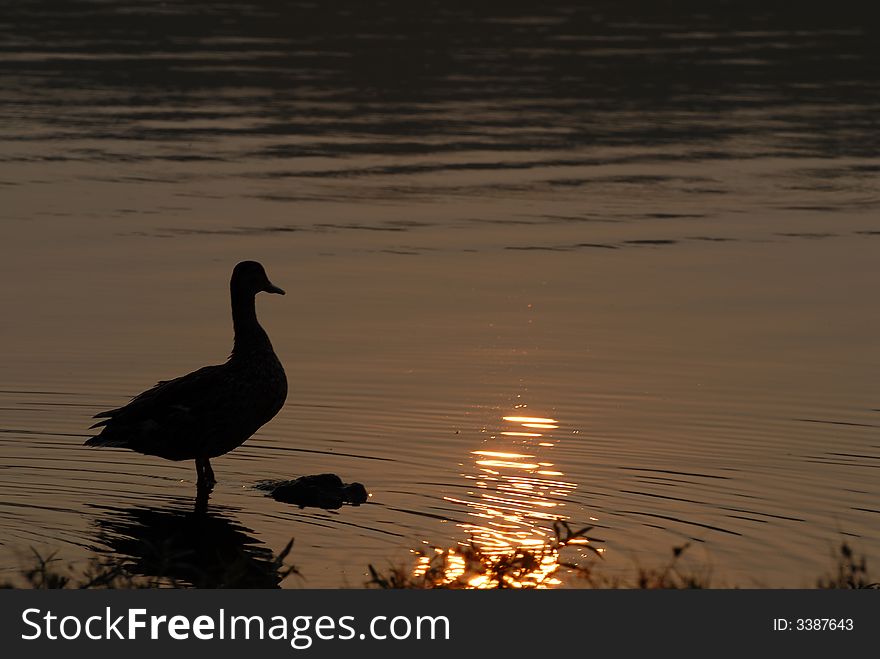 A silhouette of a duck during a golden sunrise. A silhouette of a duck during a golden sunrise.